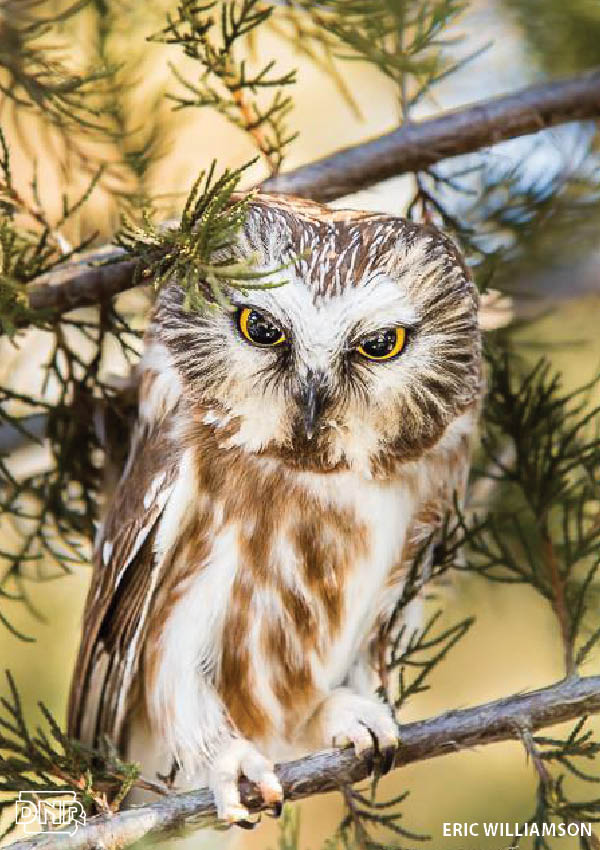 How to identify a northern saw-whet owl and other Iowa owls | Iowa DNR